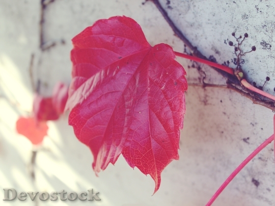 Devostock Leaf Red Wall Autumn 0