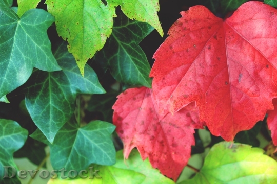 Devostock Leaf Red Wall Autumn