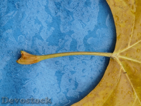 Devostock Leaf Stalk Petiole Maple