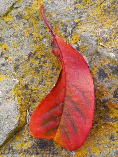 Devostock Leaf Stone Red Yellow