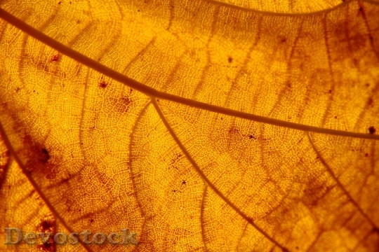 Devostock Leaf Structure Autumn Leaf