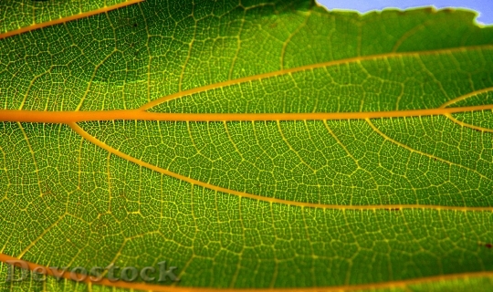 Devostock Leaf Structure Green Autumn