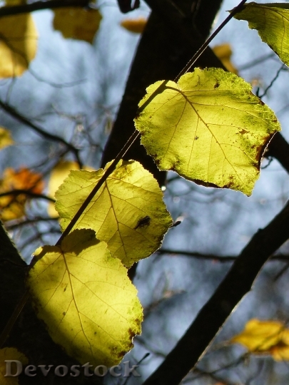 Devostock Leaf Tree Autumn Bright