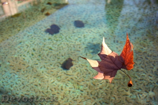 Devostock Leaf Water Float Autumn