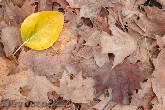 Devostock Leaf Yellow Autumn Fall 0