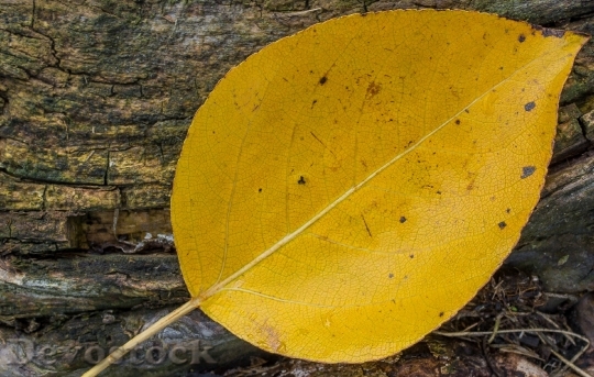 Devostock Leaf Yellow Autumn Fall 1