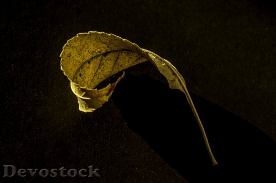 Devostock Leaf Yellow Autumn Leaves 0