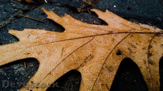 Devostock Leave Autumn Withered Seasonal