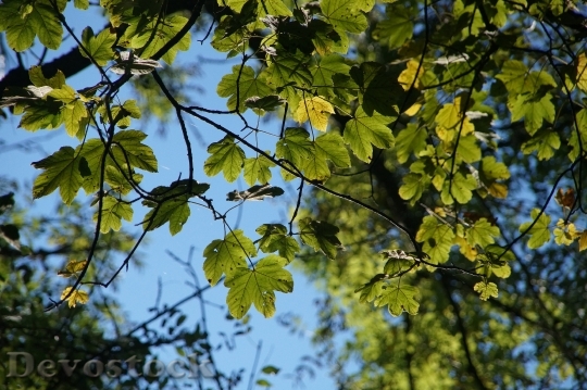 Devostock Leaves Aesthetic Green Sky