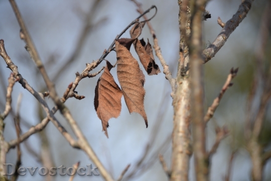Devostock Leaves Arid Aesthetic Autumn