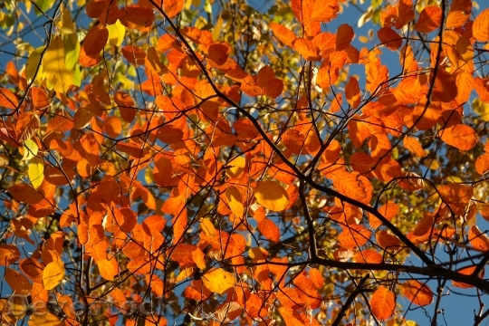 Devostock Leaves Autumn Amelanchier Orange