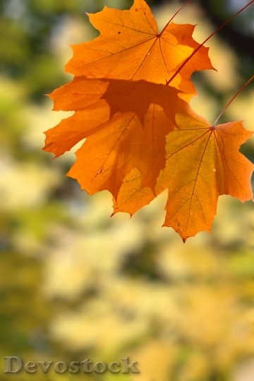 Devostock Leaves Autumn Autumn Leaf