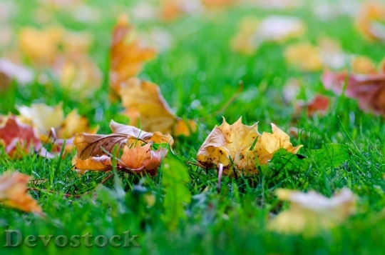 Devostock Leaves Autumn Autumnal Tree