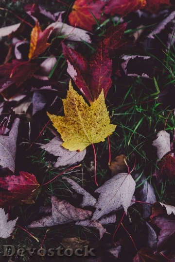Devostock Leaves Autumn Background Autumn