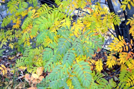 Devostock Leaves Autumn Bright Foliage