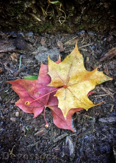 Devostock Leaves Autumn Brown 591188