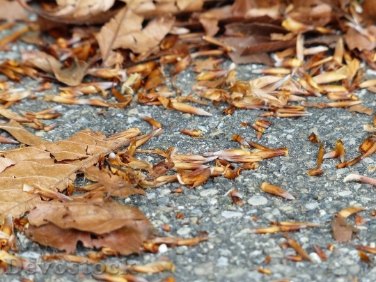 Devostock Leaves Autumn Brown Ground 0
