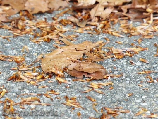 Devostock Leaves Autumn Brown Ground