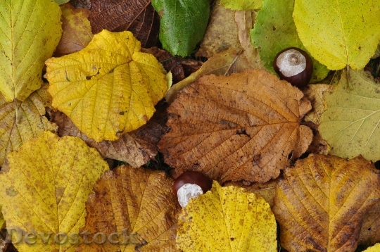 Devostock Leaves Autumn Chestnut Forest