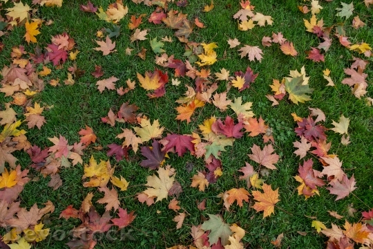 Devostock Leaves Autumn Color Variety