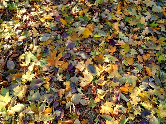 Devostock Leaves Autumn Colorful 1282250