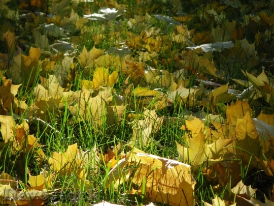 Devostock Leaves Autumn Colorful Colored