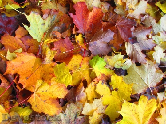 Devostock Leaves Autumn Colorful October