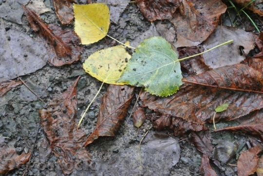 Devostock Leaves Autumn Dirt Mud
