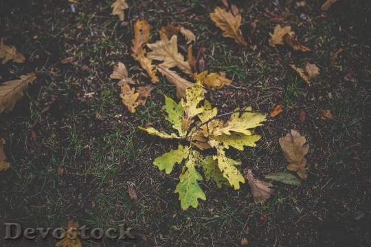 Devostock Leaves Autumn Dirty Colorful