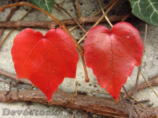 Devostock Leaves Autumn Discolored Two