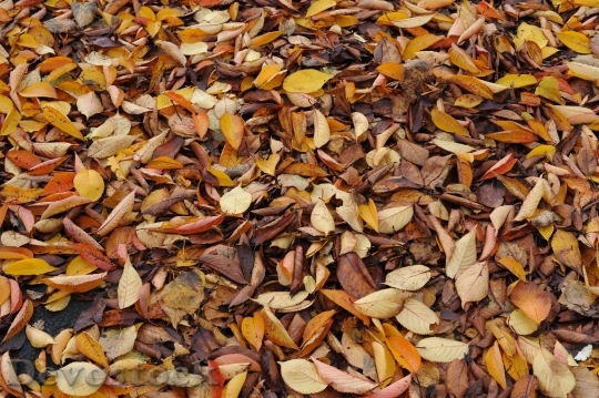 Devostock Leaves Autumn Dried Leaves
