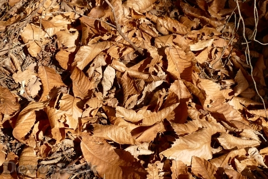 Devostock Leaves Autumn Dry Nature