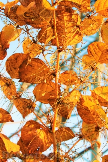 Devostock Leaves Autumn Edited 1286075