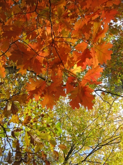 Devostock Leaves Autumn Emerge Orange 0