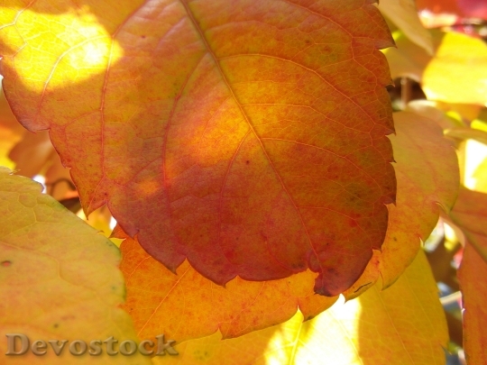 Devostock Leaves Autumn Emerge Orange 2