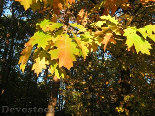 Devostock Leaves Autumn Emerge Orange 3