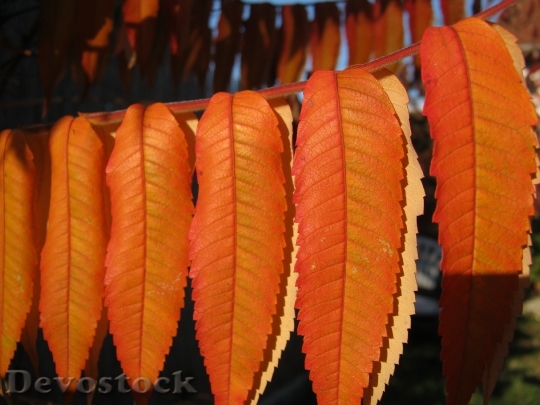 Devostock Leaves Autumn Emerge Orange 4