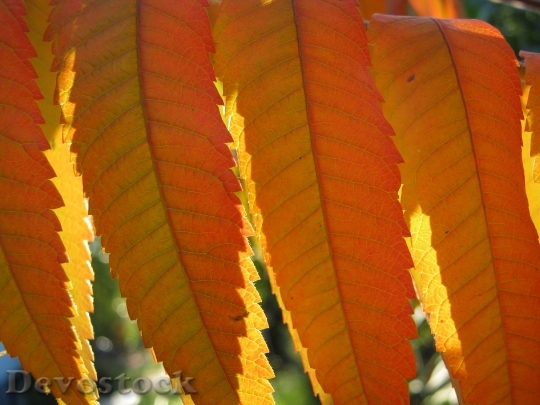 Devostock Leaves Autumn Emerge Orange 5