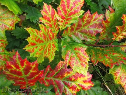 Devostock Leaves Autumn Fall Color