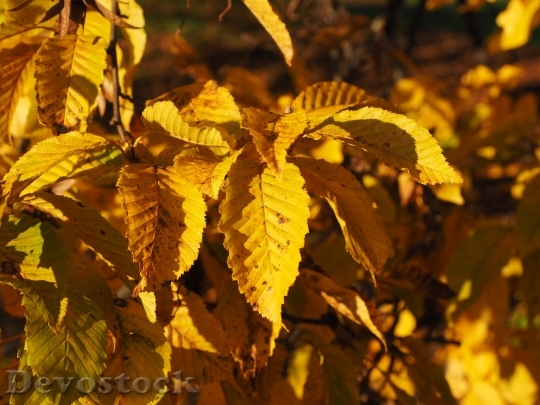Devostock Leaves Autumn Fall Colors 12