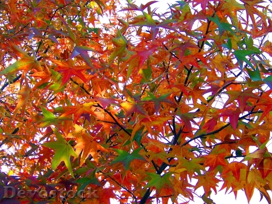 Devostock Leaves Autumn Fall Colors 13