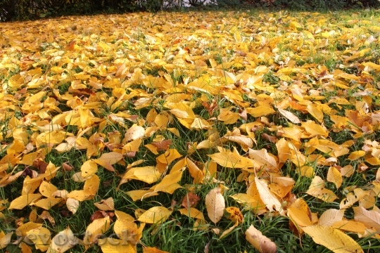 Devostock Leaves Autumn Fall Colors 14