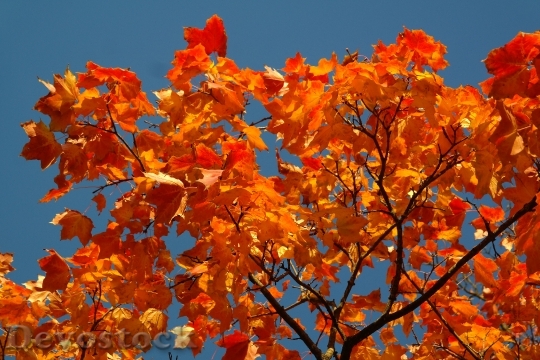 Devostock Leaves Autumn Fall Colors 4