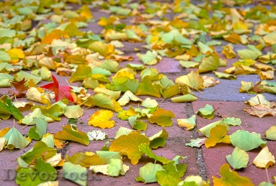 Devostock Leaves Autumn Fall Flora