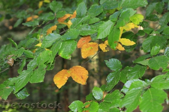 Devostock Leaves Autumn Fall Foliage 0