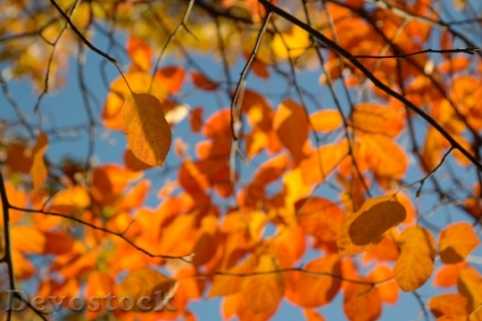 Devostock Leaves Autumn Orange Amelanchier