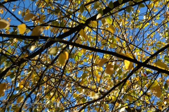 Devostock Leaves Autumn Yellow Aesthetic 0