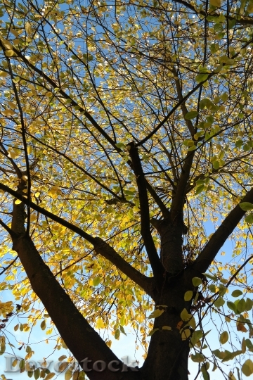 Devostock Leaves Autumn Yellow Aesthetic 1