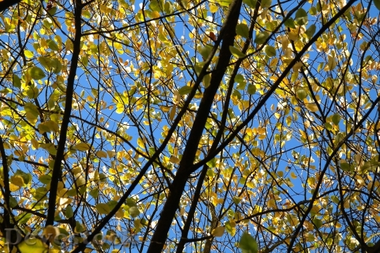 Devostock Leaves Autumn Yellow Aesthetic