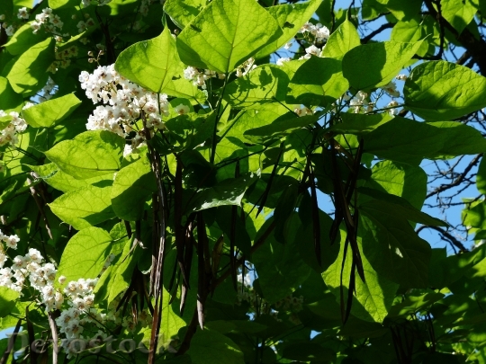 Devostock Leaves Green Flowers 167826